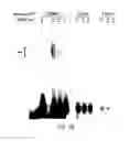 Fig. 22 - Polycomb-associated non-coding RNAs