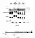 Fig. 23 - Polycomb-associated non-coding RNAs