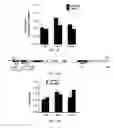 Fig. 45 - Polycomb-associated non-coding RNAs
