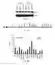 Fig. 46 - Polycomb-associated non-coding RNAs