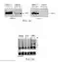 Fig. 06 - Methods of Producing a Secreted Protein