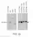 Fig. 64 - Methods of Producing a Secreted Protein