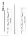 Fig. 07 - Attenuated Mannheimia haemolytica