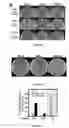 Fig. 09 - Gene targeting using mutant strains