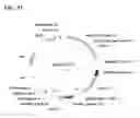 Fig. 40 - Class of glyphosate resistance genes
