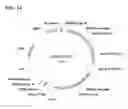 Fig. 41 - Class of glyphosate resistance genes