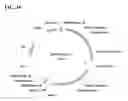 Fig. 43 - Class of glyphosate resistance genes