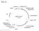 Fig. 44 - Class of glyphosate resistance genes