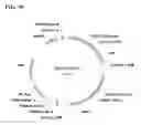Fig. 46 - Class of glyphosate resistance genes