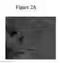 Fig. 05 - METHOD AND APPARATUS FOR DETECTING AND QUANTIFYING BACTERIAL SPORES ON A SURFACE