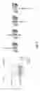 Fig. 22 - DETECTION AND QUANTIFICATION OF METHYLATION IN DNA