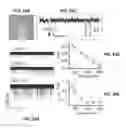 Fig. 33 - DETECTION AND QUANTIFICATION OF METHYLATION IN DNA