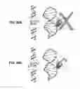 Fig. 50 - DETECTION AND QUANTIFICATION OF METHYLATION IN DNA