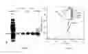 Fig. 20 - Amplification of nanoparticle based assay