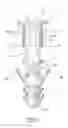 Fig. 04 - Plastic anchor for drywall, plaster, brick and concrete