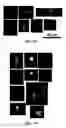 Fig. 09 - Image analysis and measurement of biological samples