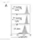 Fig. 02 - Method of screening ATP11C or CDC50A inhibitor