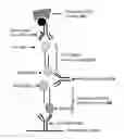Fig. 01 - Methods and compositions for detecting multiple analytes with a single signal