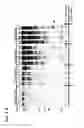 Fig. 09 - MMP-8 activation product, its determination and use