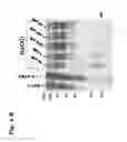 Fig. 10 - MMP-8 activation product, its determination and use