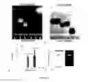 Fig. 03 - Protein fluorescent nanoparticles and methods of synthesis thereof