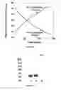 Fig. 04 - Protein fluorescent nanoparticles and methods of synthesis thereof
