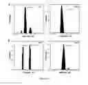 Fig. 06 - Protein fluorescent nanoparticles and methods of synthesis thereof