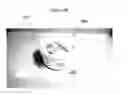Fig. 07 - DIAGNOSTIC TESTING FOR IMMUNOLOGIC FOOD SENSITIVITY IN ANIMALS
