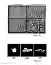 Fig. 79 - Instrument and system for rapid microorganism identification and antimicrobial agent susceptibility testing