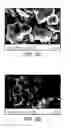 Fig. 03 - Carbon nanoparticle and fluorpolymer fuser coating