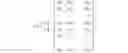 Fig. 02 - Using parity data for concurrent data authentication, correction, compression, and encryption
