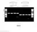 Fig. 98 - Cell-free biomolecular breadboards and related methods and arrangements