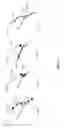 Fig. 14 - Detailed spatio-temporal reconstruction of eyelids