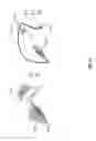 Fig. 16 - Detailed spatio-temporal reconstruction of eyelids
