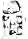 Fig. 23 - Detailed spatio-temporal reconstruction of eyelids