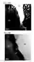 Fig. 16 - Negative electrode for power storage device and power storage device