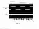 Fig. 06 - Method for synchronized communication in access network applied G.hn technology thereto, access network multiplexer, access network terminal and access network system using the same