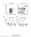 Fig. 06 - Human SIRPα transgenic mice and their methods of use