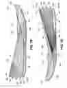 Fig. 03 - Sole structures and articles of footwear having a lightweight midsole member with protective elements