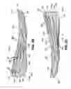 Fig. 07 - Sole structures and articles of footwear having a lightweight midsole member with protective elements