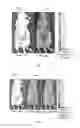 Fig. 02 - Intra-operative molecular imaging