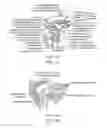 Fig. 02 - Method and apparatus for altering biomechanics of the shoulder