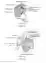 Fig. 03 - Method and apparatus for altering biomechanics of the shoulder