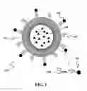 Fig. 02 - PEPTIDE-CONJUGATED LIPOSOME