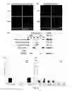 Fig. 03 - METHODS AND COMPOSITIONS FOR THE TREATMENT OF VASCULAR MALFORMATION