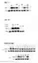 Fig. 02 - mTORC1 MODULATION BY AMINO ACIDS AND USES THEREOF
