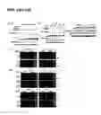 Fig. 18 - mTORC1 MODULATION BY AMINO ACIDS AND USES THEREOF