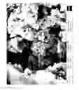 Fig. 16 - Compositions and Methods for the Prevention and Treatment of Metabolic Diseases