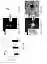 Fig. 23 - Compositions and methods for treating diseases