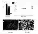 Fig. 48 - Compositions and methods for treating diseases